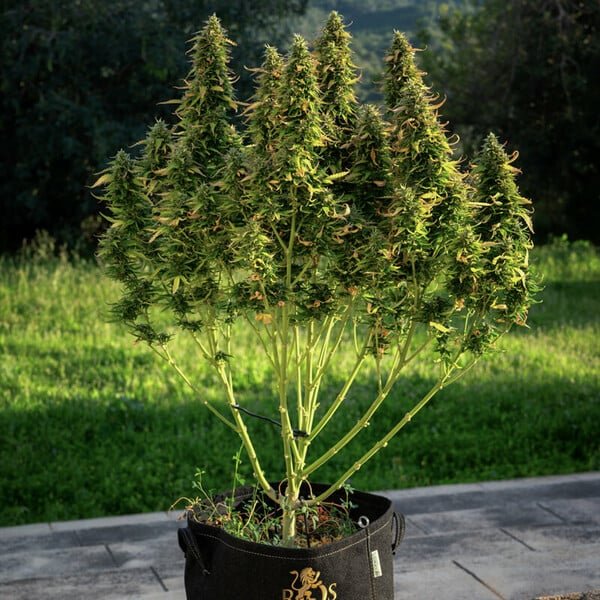 Royal Queen Seeds Royal Gorilla Auto - 7SMART