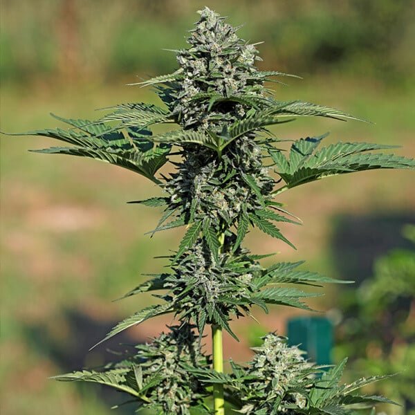 Royal Queen Seeds Royal Gorilla Auto - 7SMART