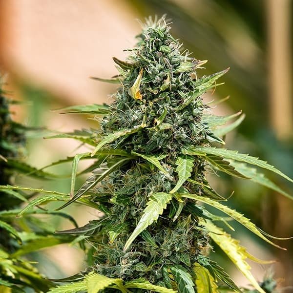 Royal Queen Seeds Royal Gorilla Auto - 7SMART