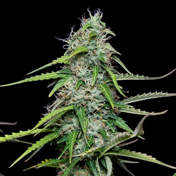 Royal Queen Seeds Royal Gorilla Auto - 7SMART