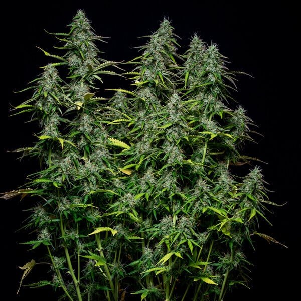 Royal Queen Seeds Royal Gorilla Auto - 7SMART