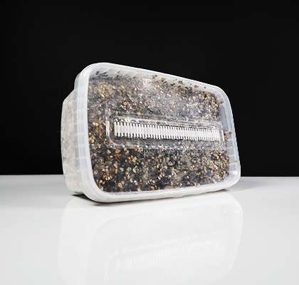 Colombian Magic Mushroom Growkit - 2100 cc - 7SMART