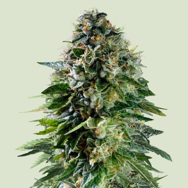 Royal Queen seeds Corkscrew Auto - 7SMART