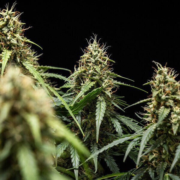 Royal Queen seeds Corkscrew Auto - 7SMART