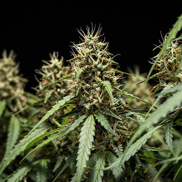 Royal Queen seeds Corkscrew Auto - 7SMART