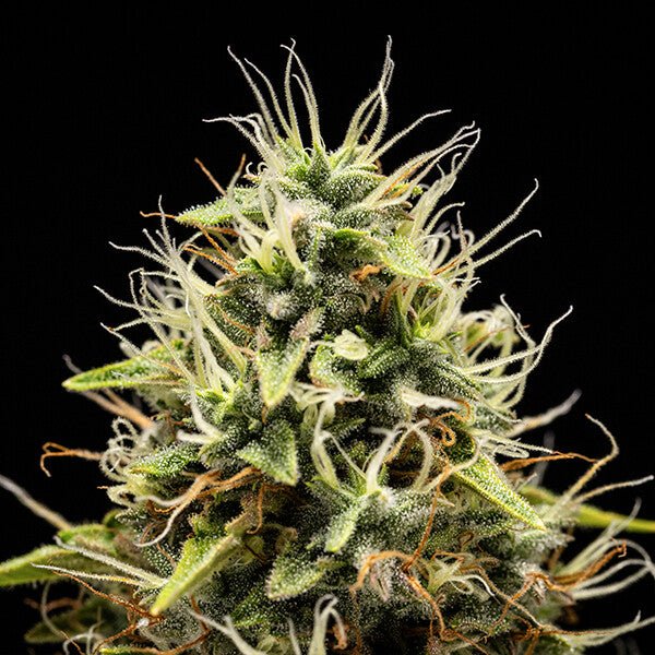 Royal Queen seeds Corkscrew Auto - 7SMART