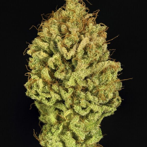 Royal Queen Seeds Green Gelato - 7SMART