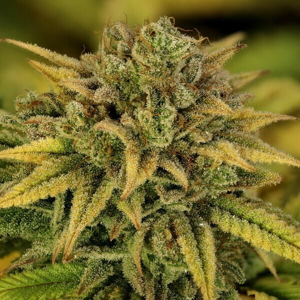 Royal Queen Seeds Green Gelato - 7SMART