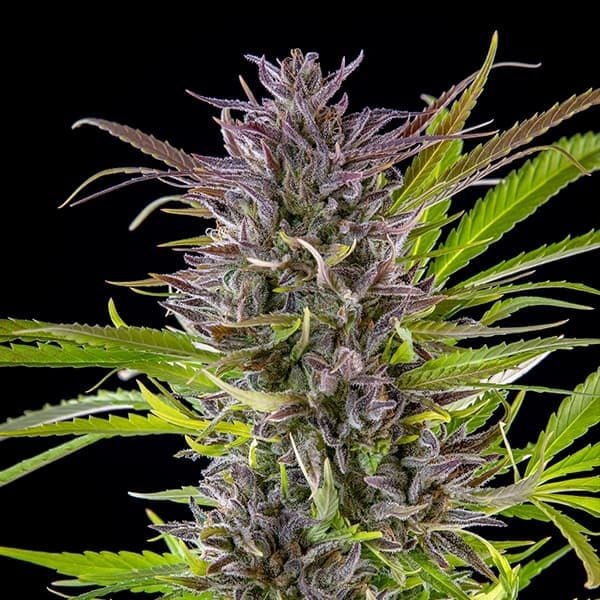 Royal Queen Seeds Green Gelato - 7SMART