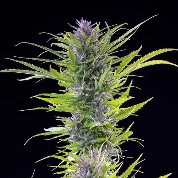 Royal Queen Seeds Green Gelato - 7SMART