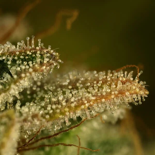 Royal Queen Seeds Green Gelato - 7SMART