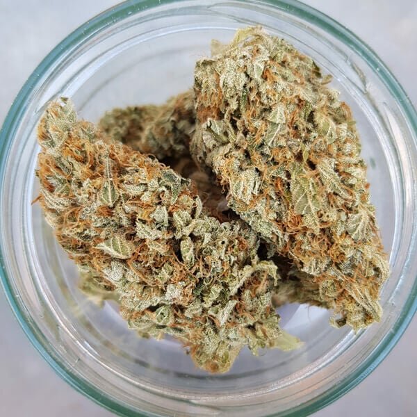 Royal Queen Seeds Green Gelato - 7SMART