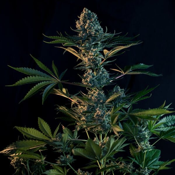 Royal Queen Seeds Royal Gorilla “Original Gorilla Glue” - 7SMART