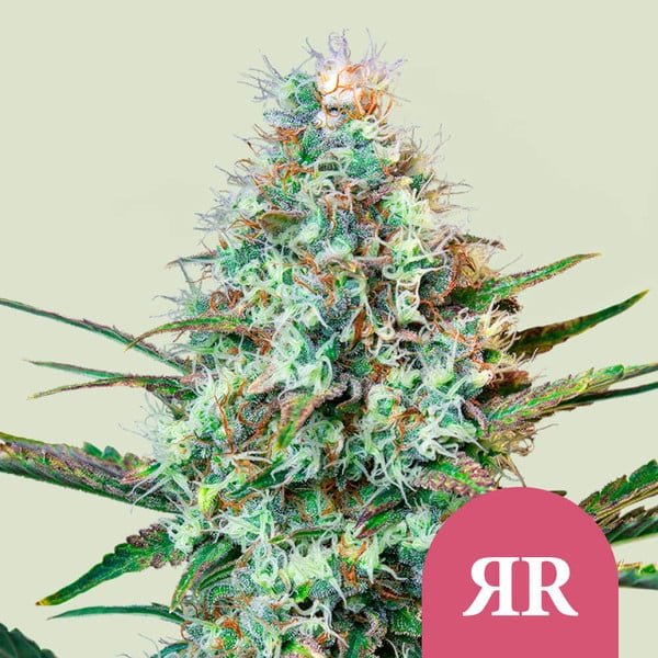 Royal Queen Seeds Royal Runtz - 7SMART
