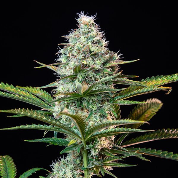 Royal Queen Seeds Royal Runtz - 7SMART