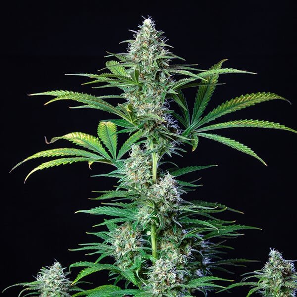 Royal Queen Seeds Royal Runtz - 7SMART