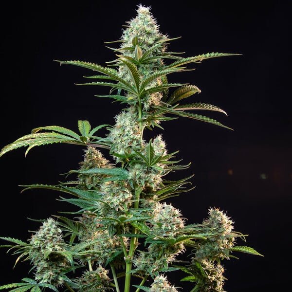 Royal Queen Seeds Royal Runtz - 7SMART