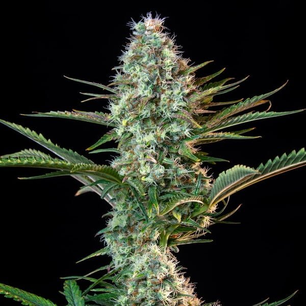 Royal Queen Seeds Royal Runtz - 7SMART