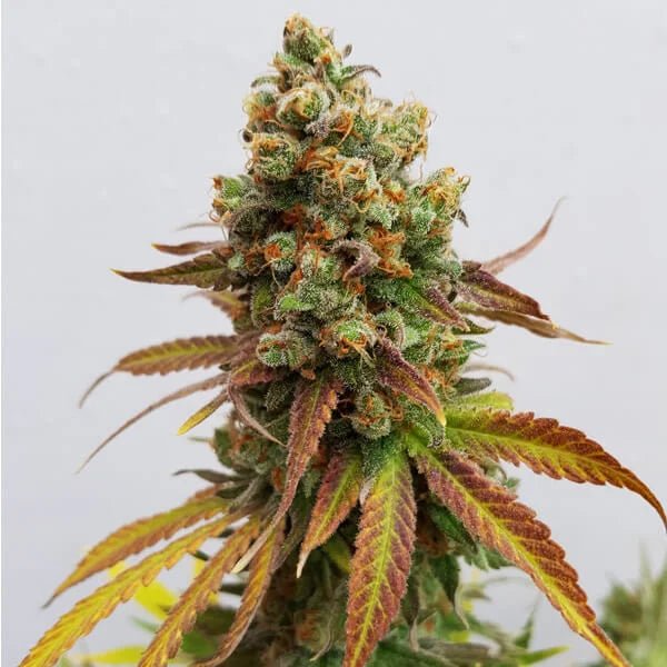 Royal Queen Seeds Special Queen - 7SMART