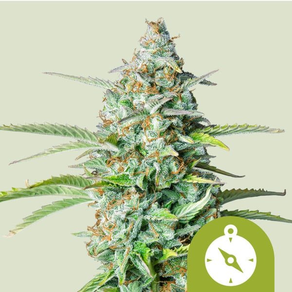 Royal Queen Seeds Northern Light Auto - 7SMART
