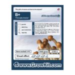 B Plus Magic Mushroom Growkit - 2100 cc - Growkits kopen bij 7Smart