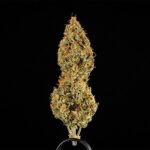 Royal Queen Seeds Medusa F1 - Royal Queen Seeds kopen bij 7Smart