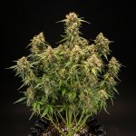 Royal Queen Seeds Medusa F1 - Afbeelding 4