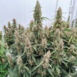 Royal Queen Seeds Medusa F1 - Royal Queen Seeds kopen bij 7Smart