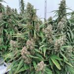 Royal Queen Seeds Medusa F1 - Royal Queen Seeds kopen bij 7Smart