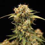 Royal Queen Seeds Medusa F1 - Royal Queen Seeds kopen bij 7Smart