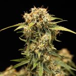 Royal Queen Seeds Medusa F1 - Afbeelding 8