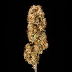 Royal Queen Seeds Orion F1 - Royal Queen Seeds kopen bij 7Smart