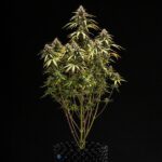 Royal Queen Seeds Orion F1 - Royal Queen Seeds kopen bij 7Smart