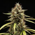 Royal Queen Seeds Orion F1 - Royal Queen Seeds kopen bij 7Smart