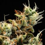 Royal Queen Seeds Orion F1 - Royal Queen Seeds kopen bij 7Smart