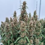 Royal Queen Seeds Orion F1 - Royal Queen Seeds kopen bij 7Smart