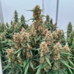 Royal Queen Seeds Orion F1 - Royal Queen Seeds kopen bij 7Smart