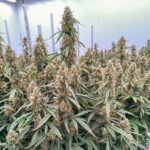 Royal Queen Seeds Orion F1 - Royal Queen Seeds kopen bij 7Smart