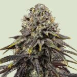 Royal Queen Seeds Dynamite Diesel - Royal Queen Seeds kopen bij 7Smart