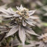 Royal Queen Seeds Dynamite Diesel - Royal Queen Seeds kopen bij 7Smart