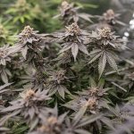 Royal Queen Seeds Dynamite Diesel - Afbeelding 5