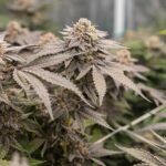 Royal Queen Seeds Dynamite Diesel - Royal Queen Seeds kopen bij 7Smart