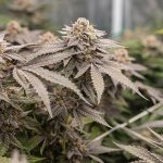 Royal Queen Seeds Dynamite Diesel - Afbeelding 6