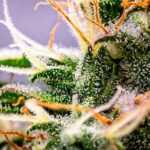 Royal Queen Seeds Dynamite Diesel - Royal Queen Seeds kopen bij 7Smart