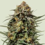 Royal Queen Seeds Gelato 44 - Royal Queen Seeds kopen bij 7Smart