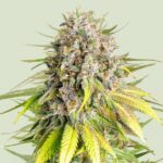 Royal Queen Seeds Punch Pie - Royal Queen Seeds kopen bij 7Smart