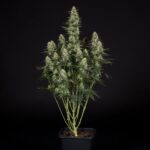 Royal Queen Seeds Punch Pie - Royal Queen Seeds kopen bij 7Smart