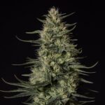 Royal Queen Seeds Punch Pie - Royal Queen Seeds kopen bij 7Smart
