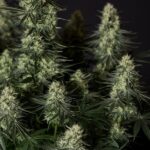 Royal Queen Seeds Punch Pie - Royal Queen Seeds kopen bij 7Smart
