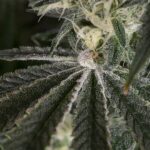 Royal Queen Seeds Punch Pie - Royal Queen Seeds kopen bij 7Smart